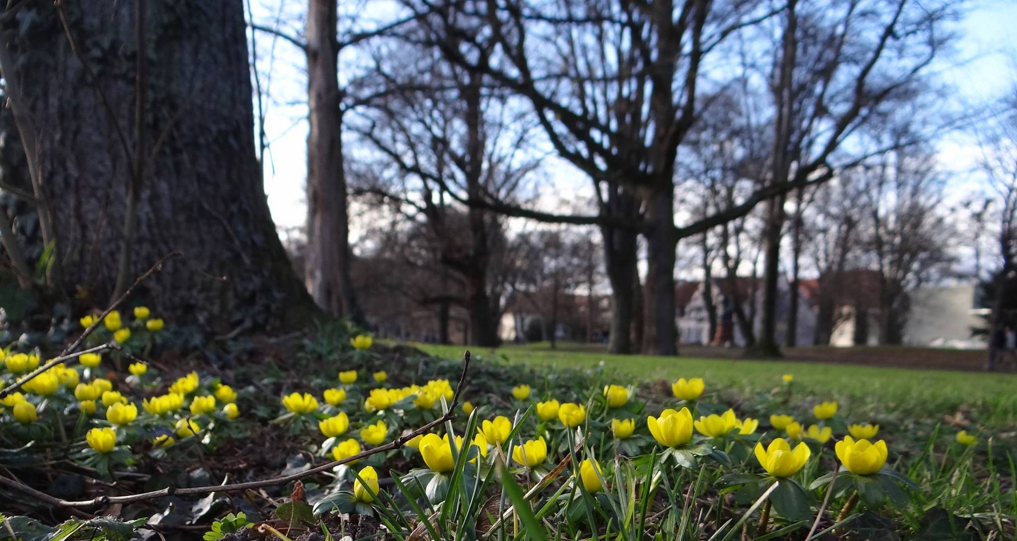 Réveil des fleurs au printemps