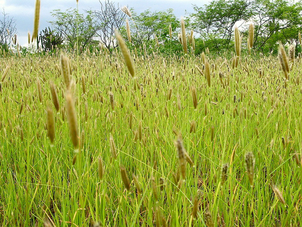 Reverdecen los campos