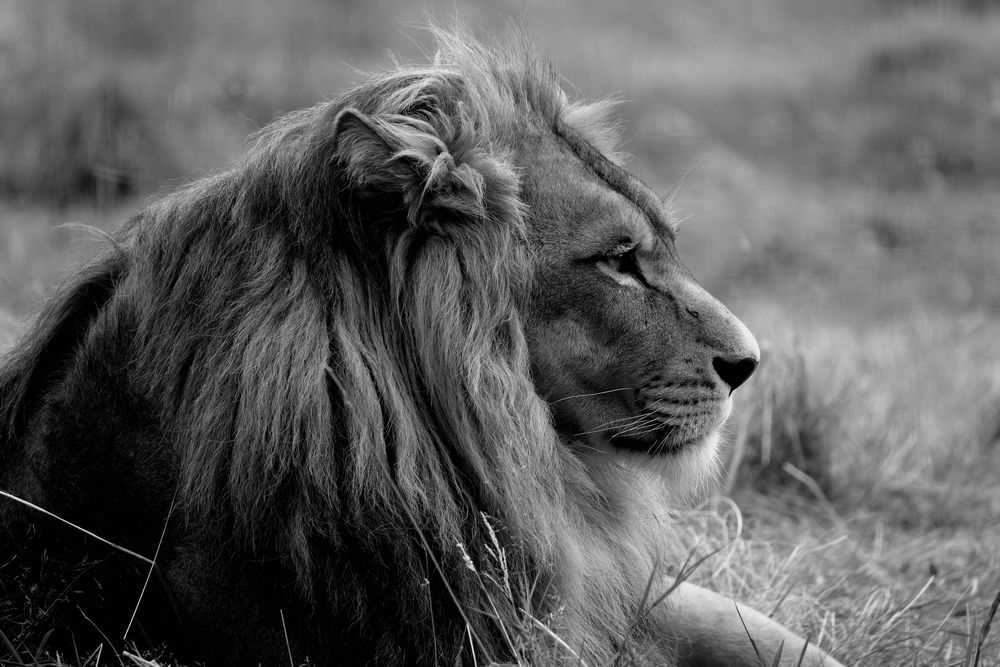 reverrais je un jour ma terre d'Afrique ??