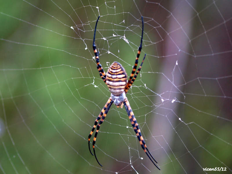 Reverso araña .