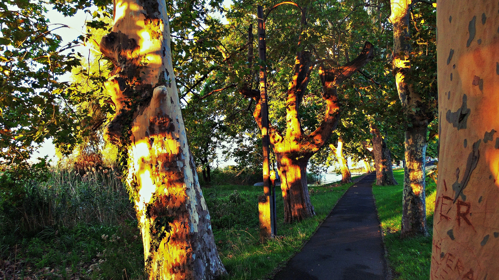 REVFÜLÖP - Strand Sonnenaufgang Platanen ALLEE