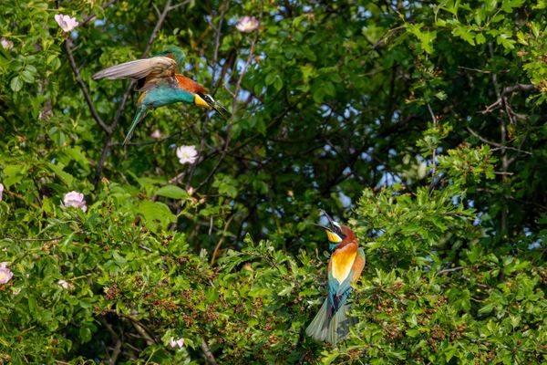 Revier abstecken (3)