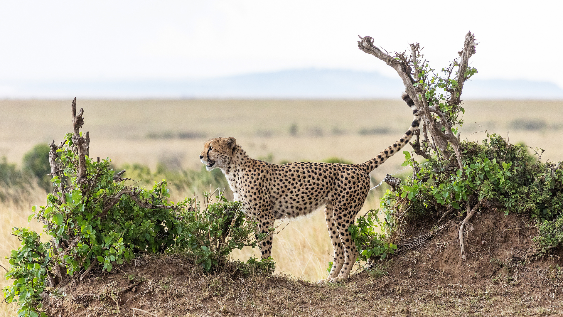 Revier-Markierung in der Massai Mara/Kenia - August 2022