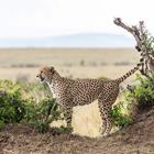 Revier-Markierung in der Massai Mara/Kenia - August 2022
