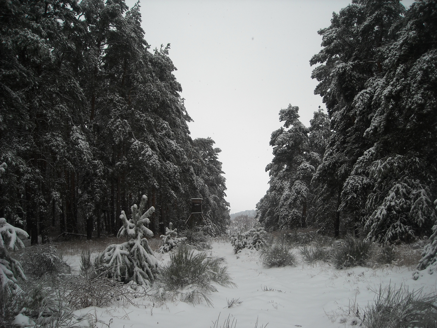 Revier Regenstein im Winter