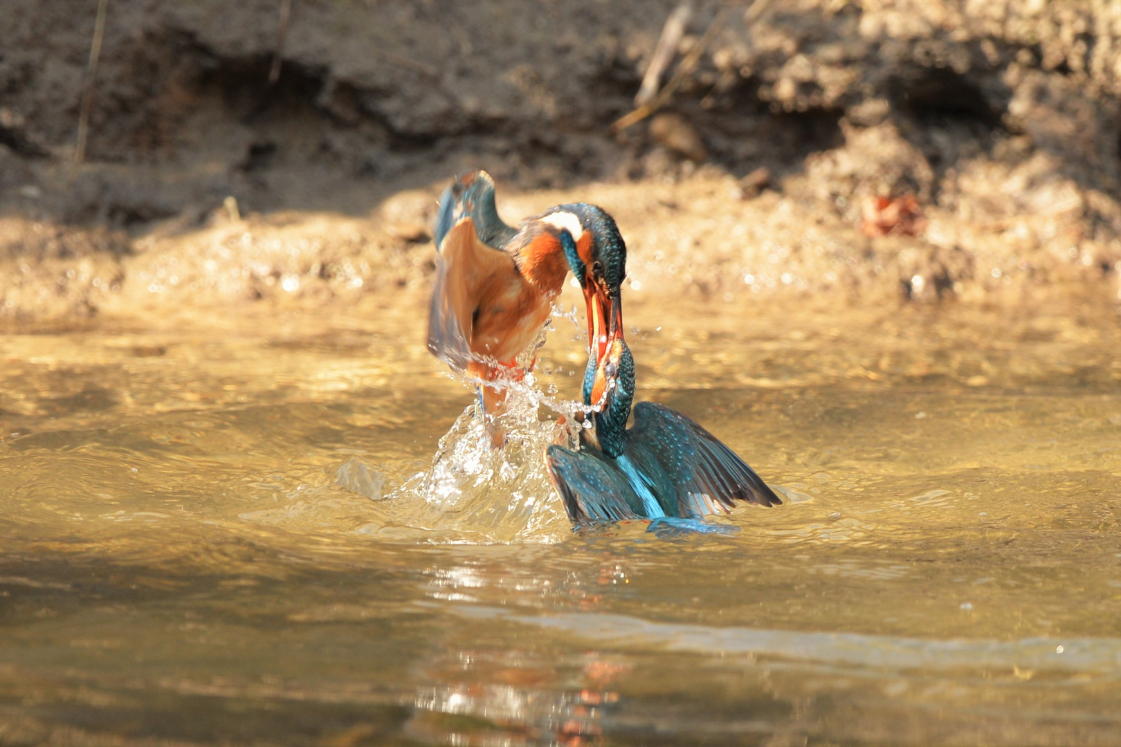 Revier Streit bei den Eisvogeldamen