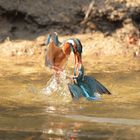 Revier Streit bei den Eisvogeldamen