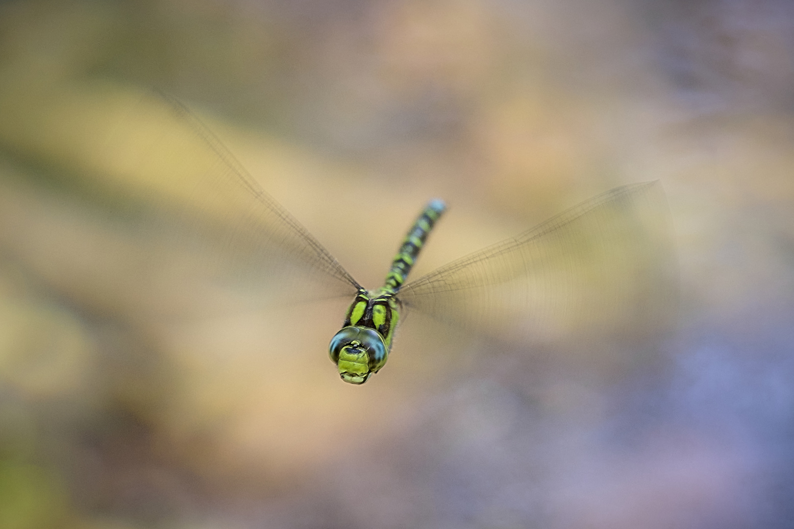 Revierflug der Mosaikjungfer