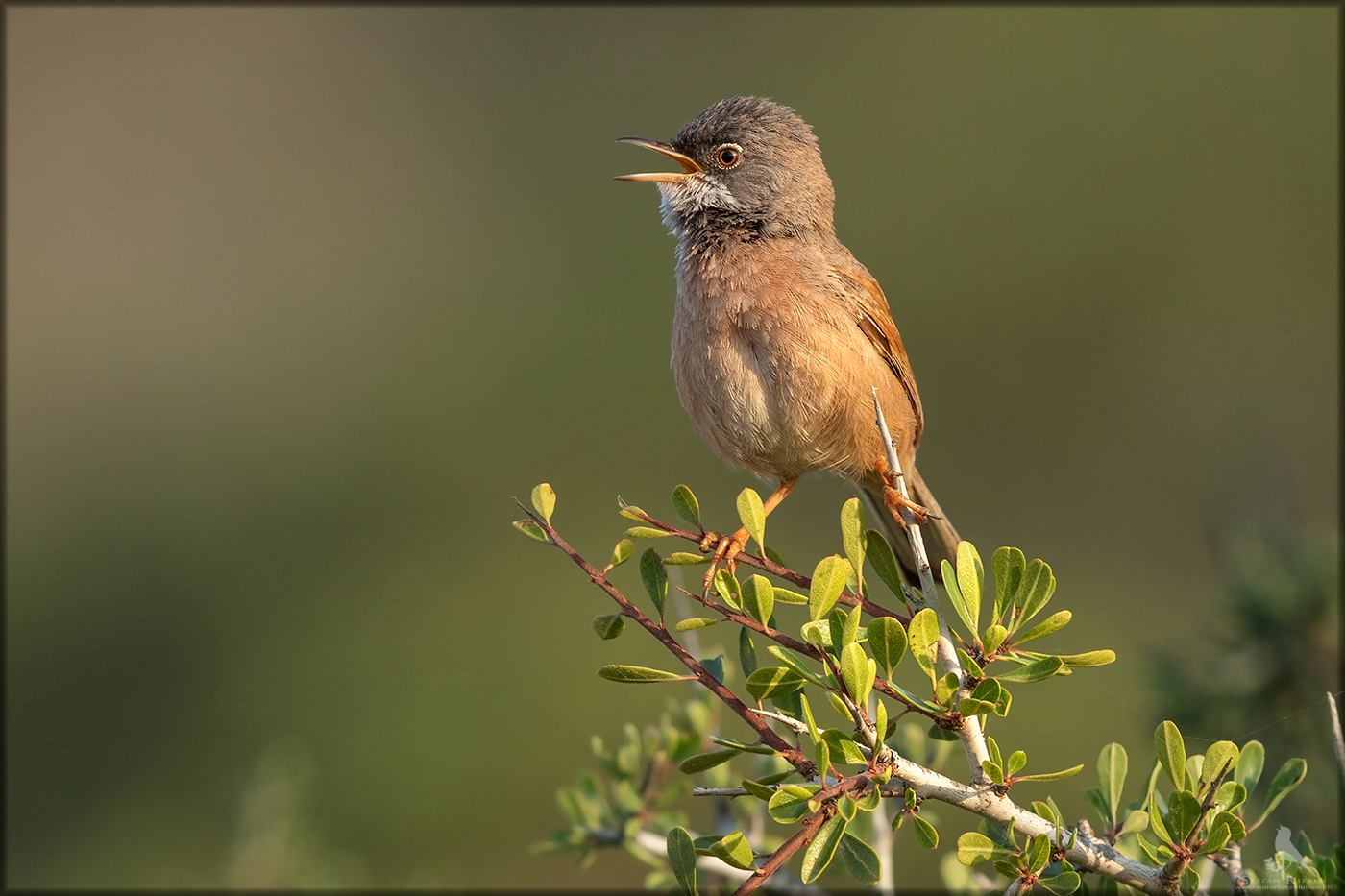 Reviergesang