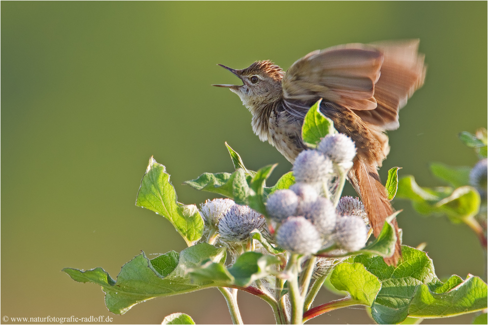 ~Reviergesang~