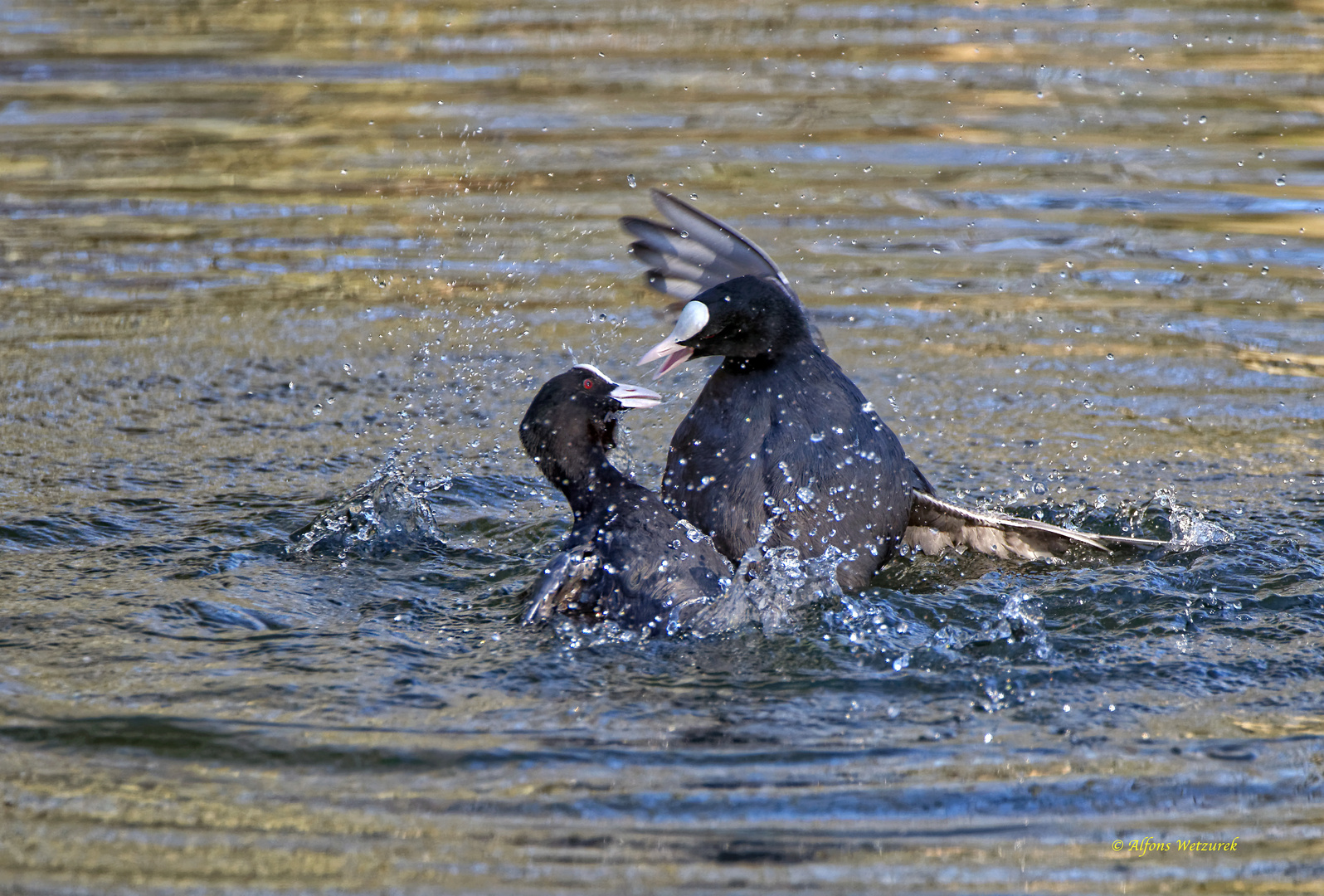 Revierkämpfe bei den Blesshühnern 2