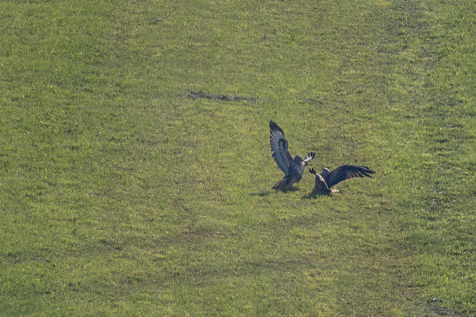 Revierkampf Foto & Bild tiere, wildlife, wild lebende vögel Bilder