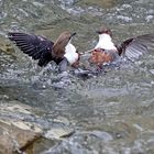 Revierkampf der Wasseramseln