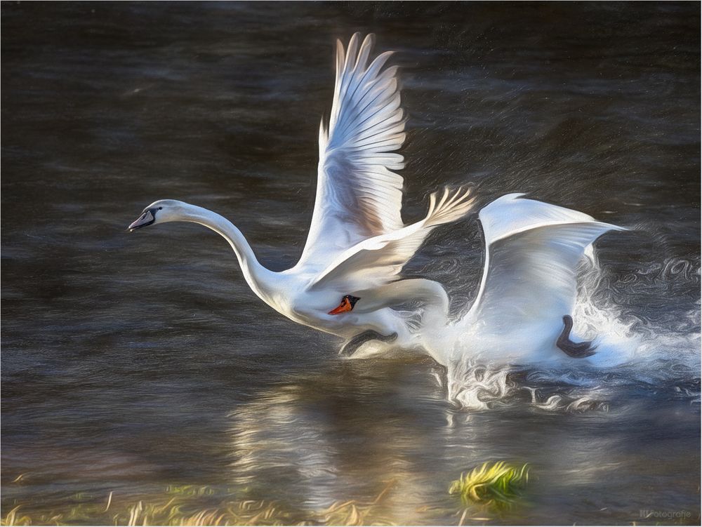 Revierkampf... Foto & Bild natur, filtertechnik, tiere Bilder auf