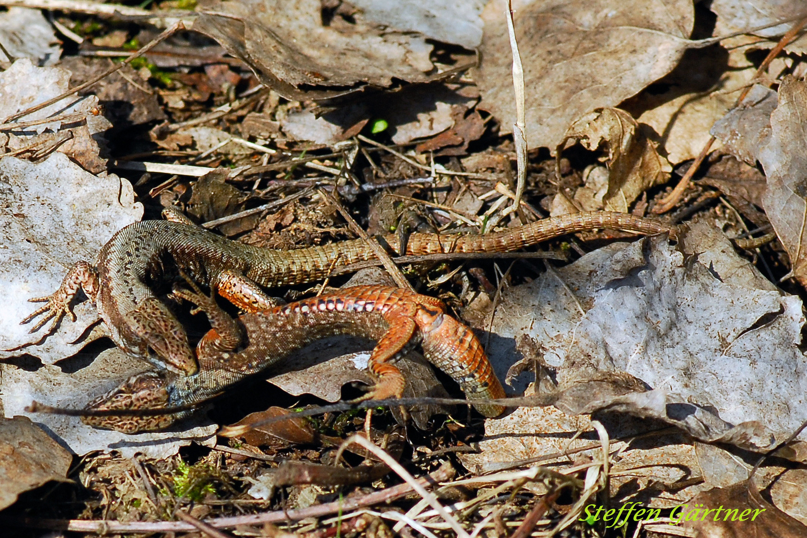 Revierkampf - Podarcis muralis