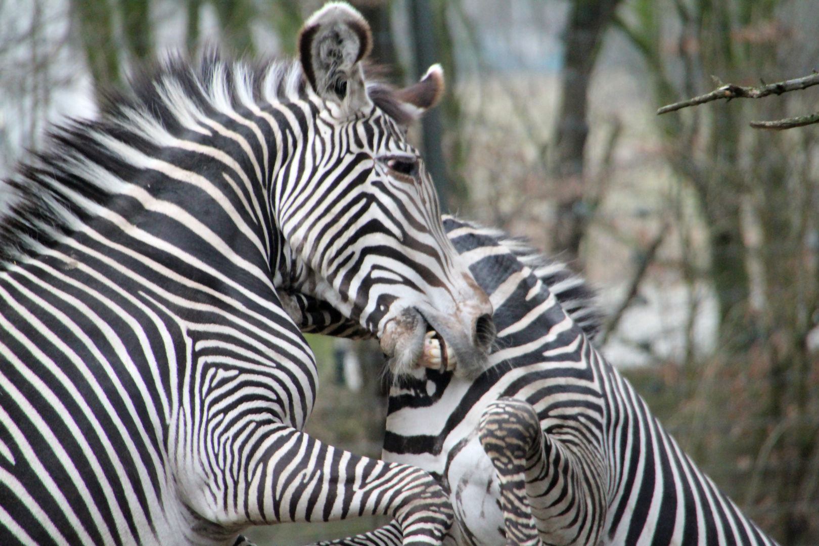 Revierkampf unter Zebras