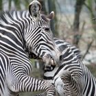 Revierkampf unter Zebras