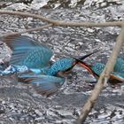 Revierkampf zweier Eisvögel