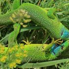 Revierkampf zweier Smaragdeidechsen - Männchen