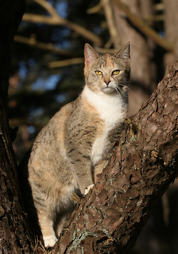 Revierkatze