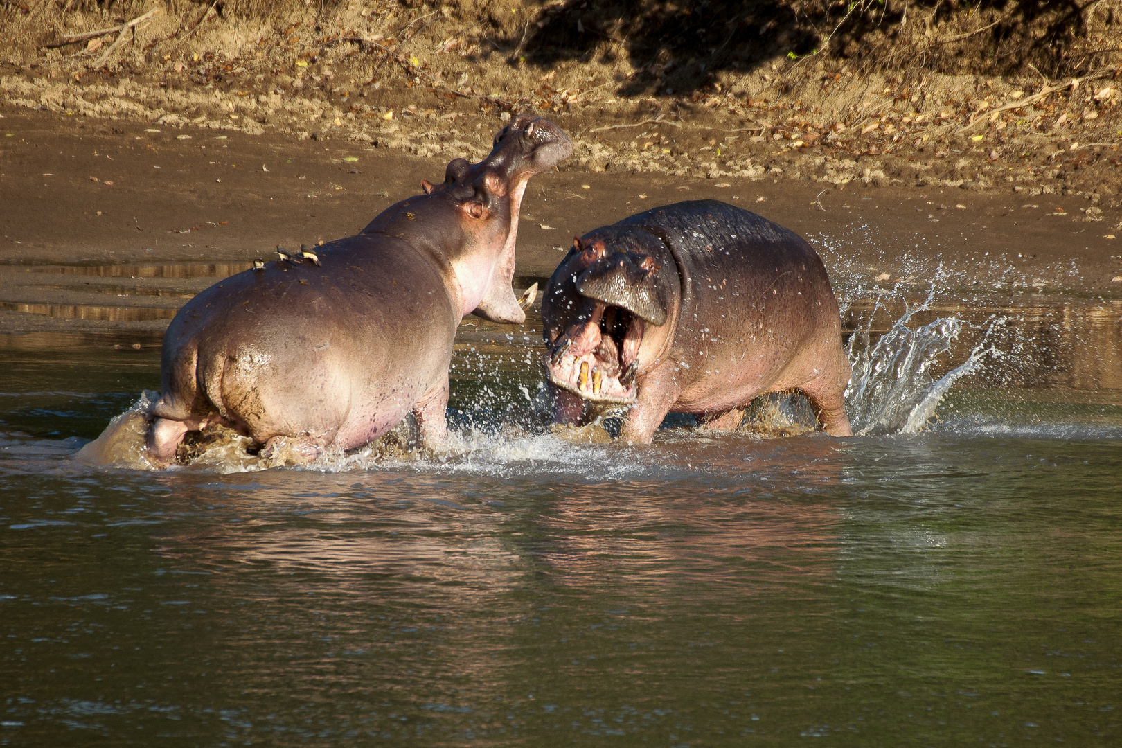 Revierstreit am Luangwa