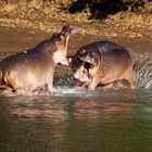 Revierstreit am Luangwa