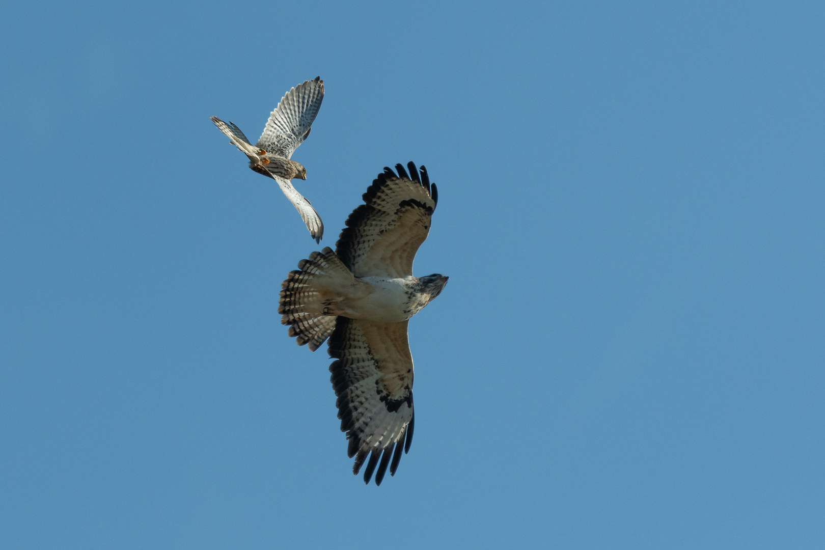 Revierstreitigkeiten zwischen Bussard und Turmfalke 2