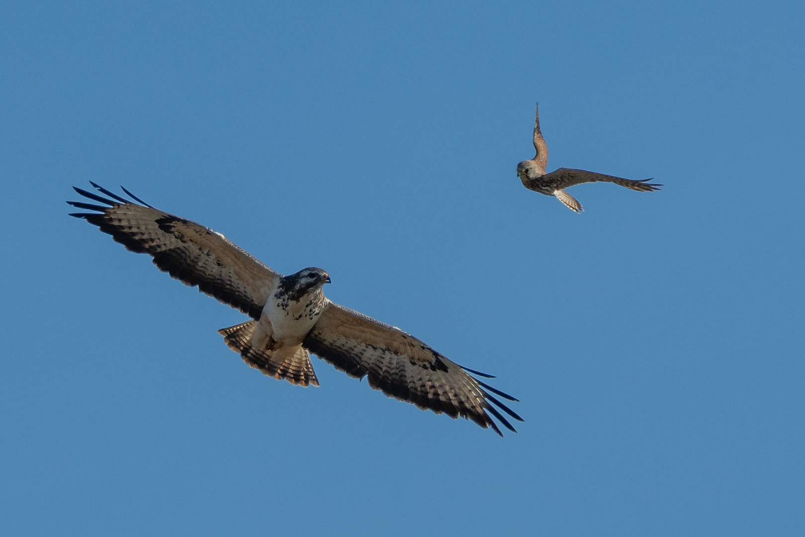 Revierstreitigkeiten zwischen Bussard und Turmfalke 3