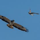 Revierstreitigkeiten zwischen Bussard und Turmfalke 3