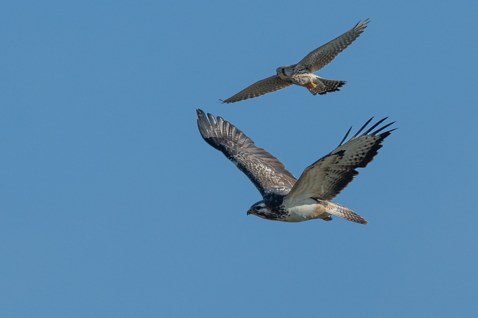 Revierstreitigkeiten zwischen Bussard und Turmfalke