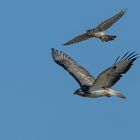 Revierstreitigkeiten zwischen Bussard und Turmfalke