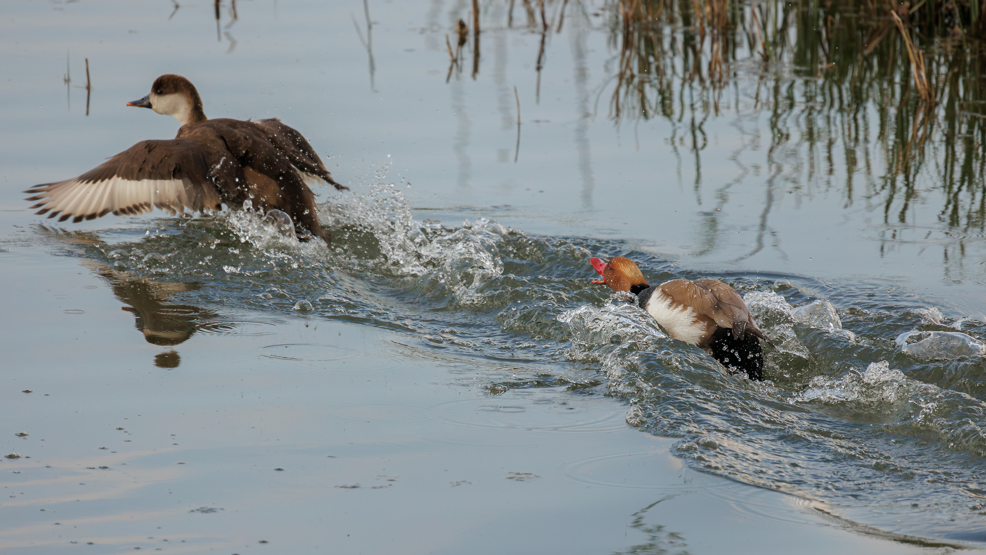 Revierverteidigung des Kolbenerpels am Zielfinger Weiher