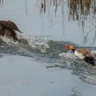 Revierverteidigung des Kolbenerpels am Zielfinger Weiher