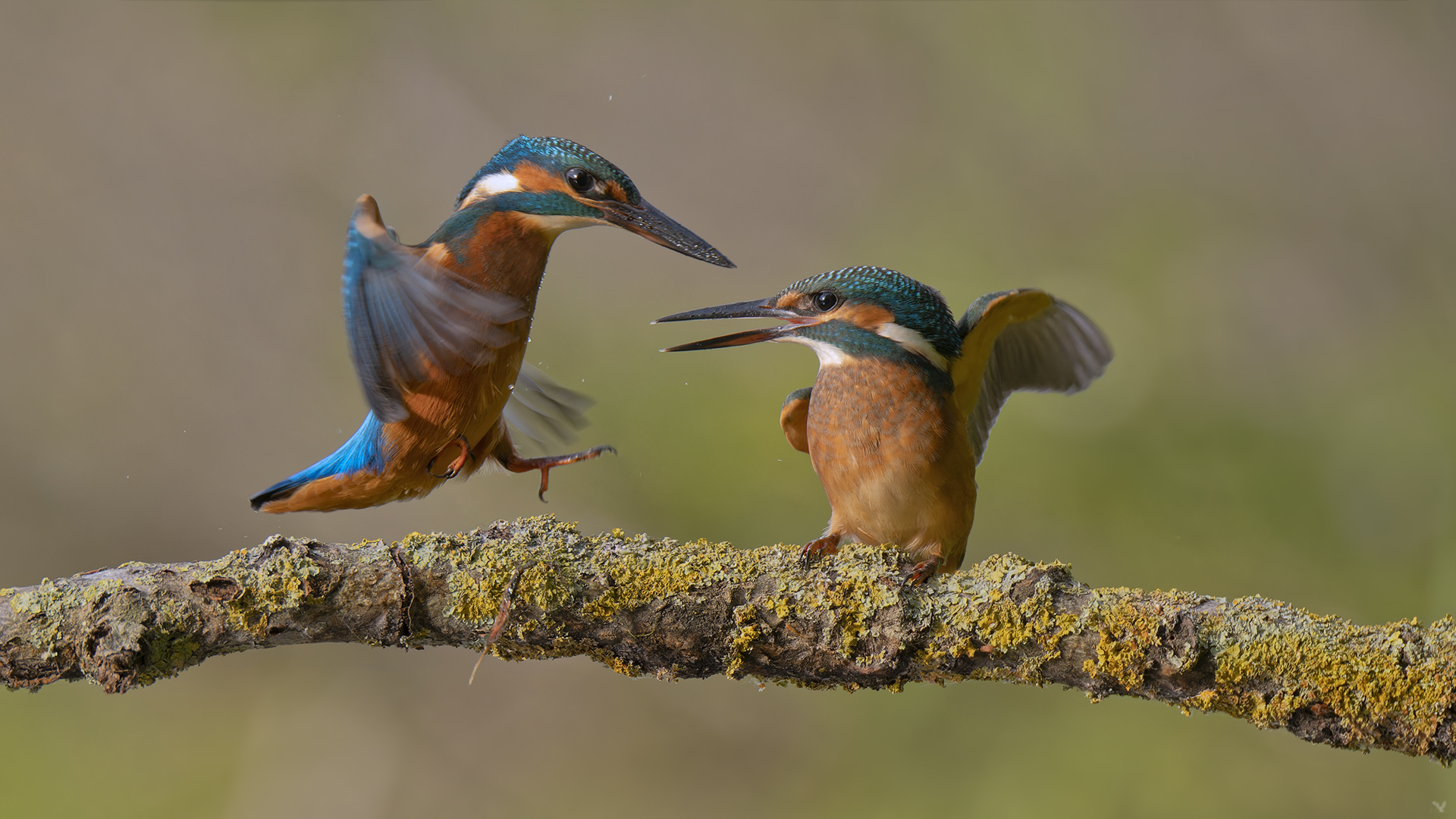 Revierverteidigung Eisvogel | Alcedo atthis