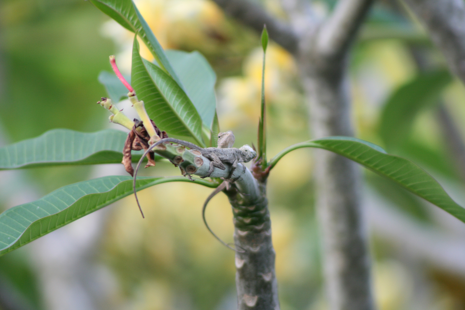 Revierverteidigung ( kleine Flugechsen) auf dem Tempelblumenbaum ( Plumeria )