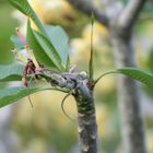 Revierverteidigung ( kleine Flugechsen) auf dem Tempelblumenbaum ( Plumeria )