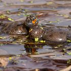 Revierverteidigung - Rotbauchunken (Bombina bombina)