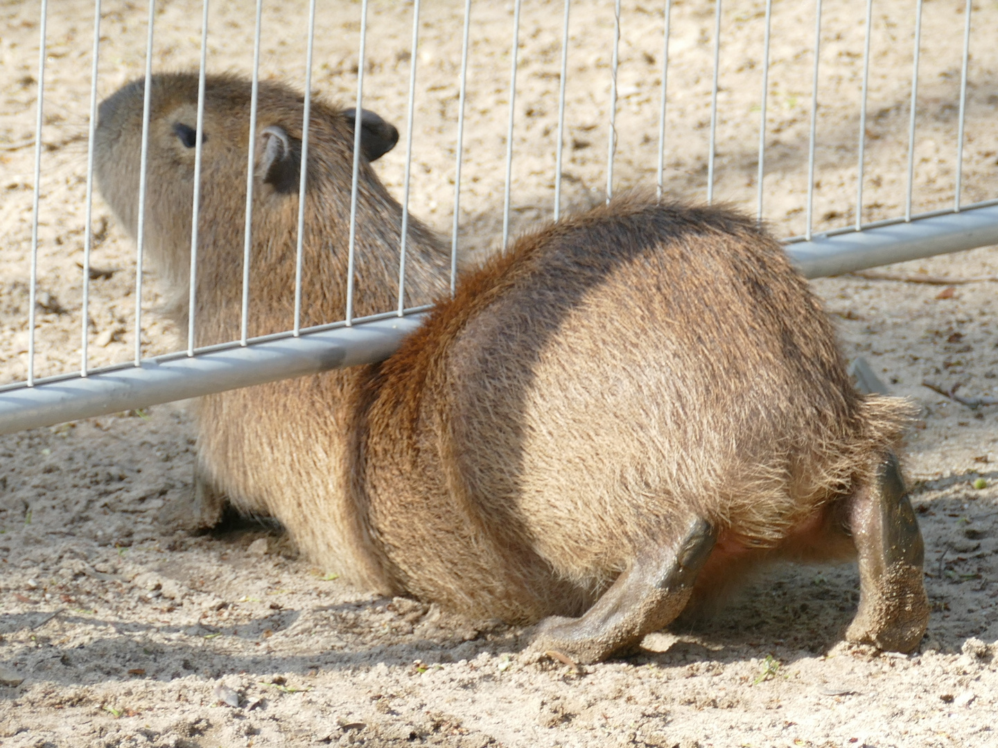 "Revierwechsel", Capybara im Krefelder Zoo 