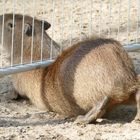 "Revierwechsel", Capybara im Krefelder Zoo 