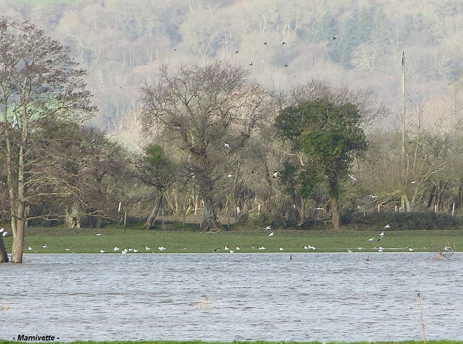 Réville et la rivière