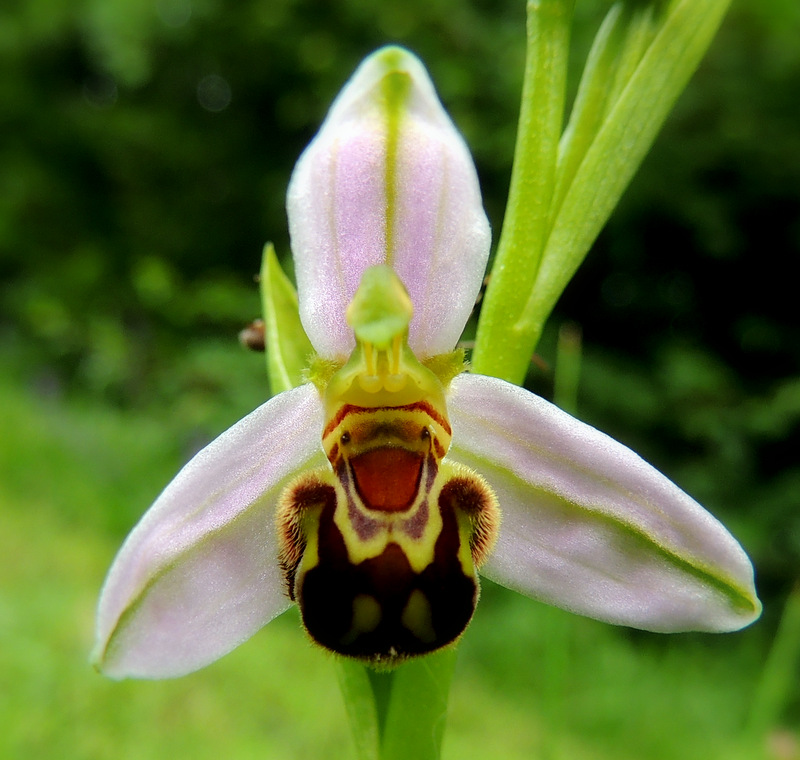 Revoilà la joyeuse orchis.