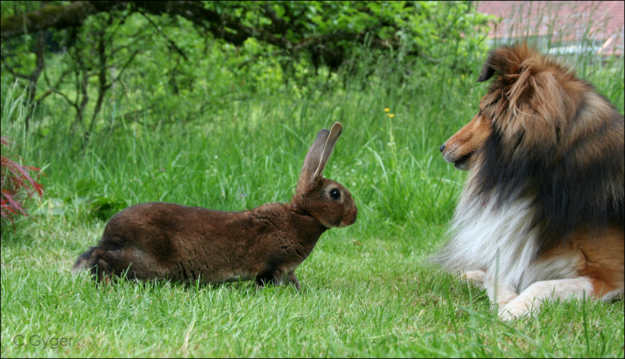 Rex-Sheltie