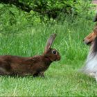 Rex-Sheltie