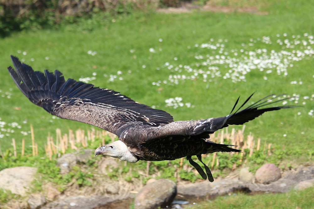 "Rex" Wildpark Lüneburger Heide