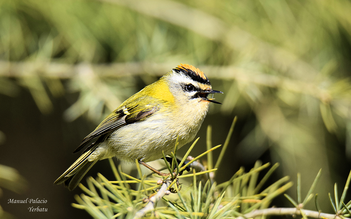 Reyezuelo listado - striped wren