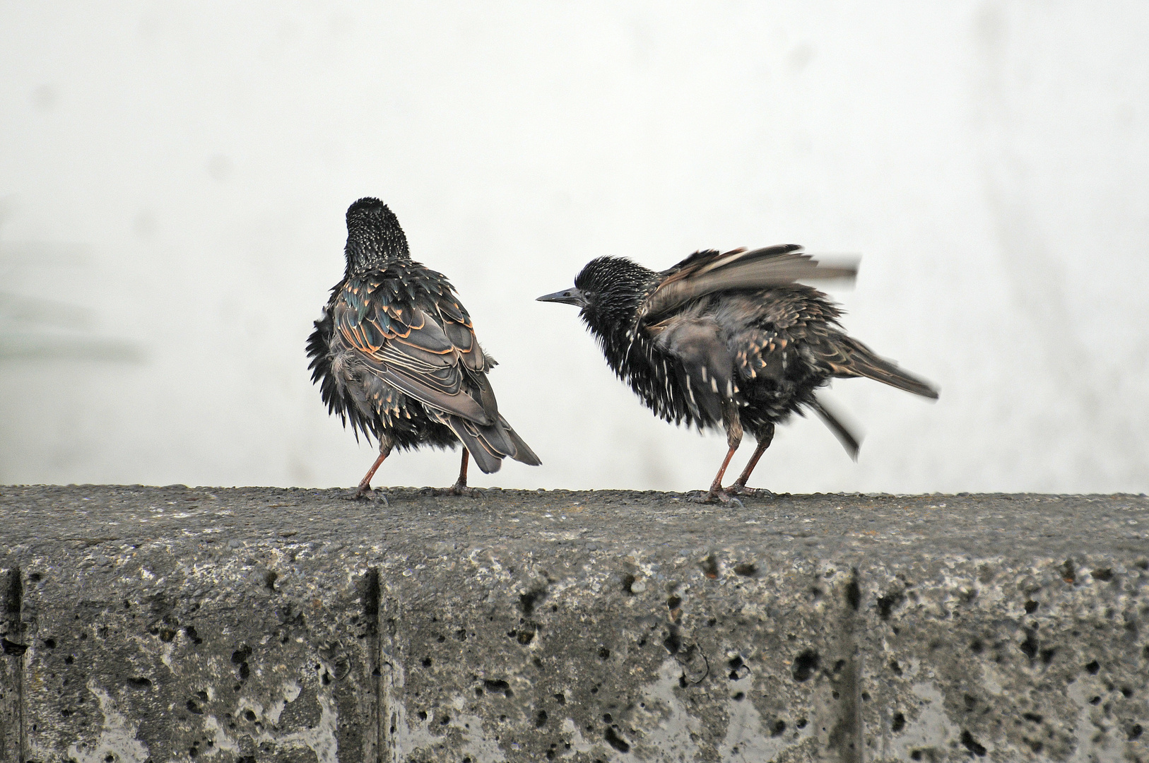 Reykjavík's Stars