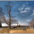 Reynoldsville Tree