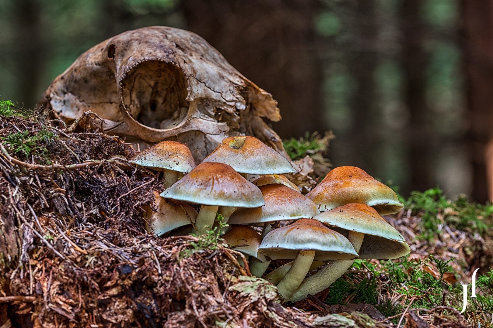 Rezepte aus dem Wald