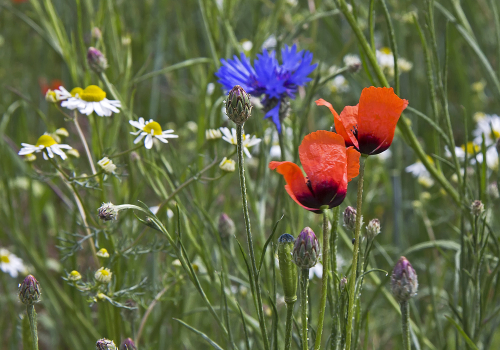 RGB am Wegesrand