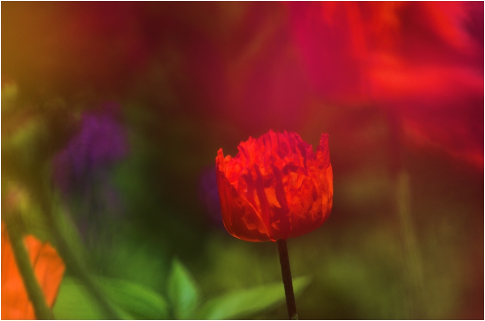 RGB (Mohn und Farbkleckse)